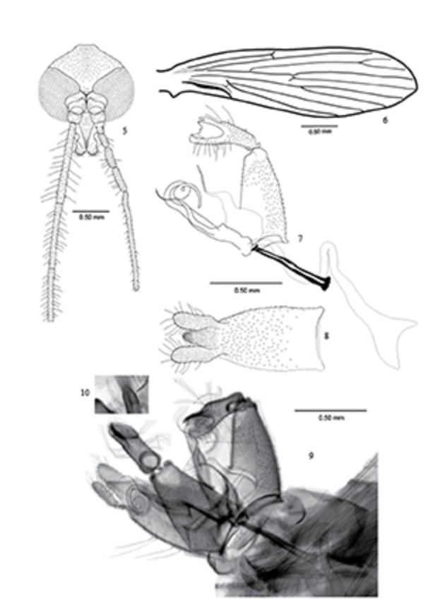 Descrição do espécime tipo de Boreofairchildia alexanderi
