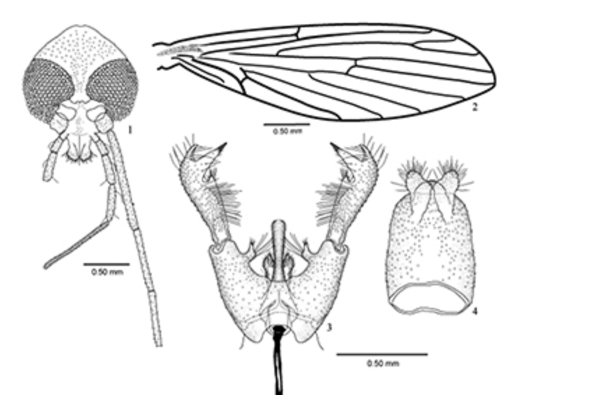 Descrição do espécime tipo de Laurenceomyia peixotoi