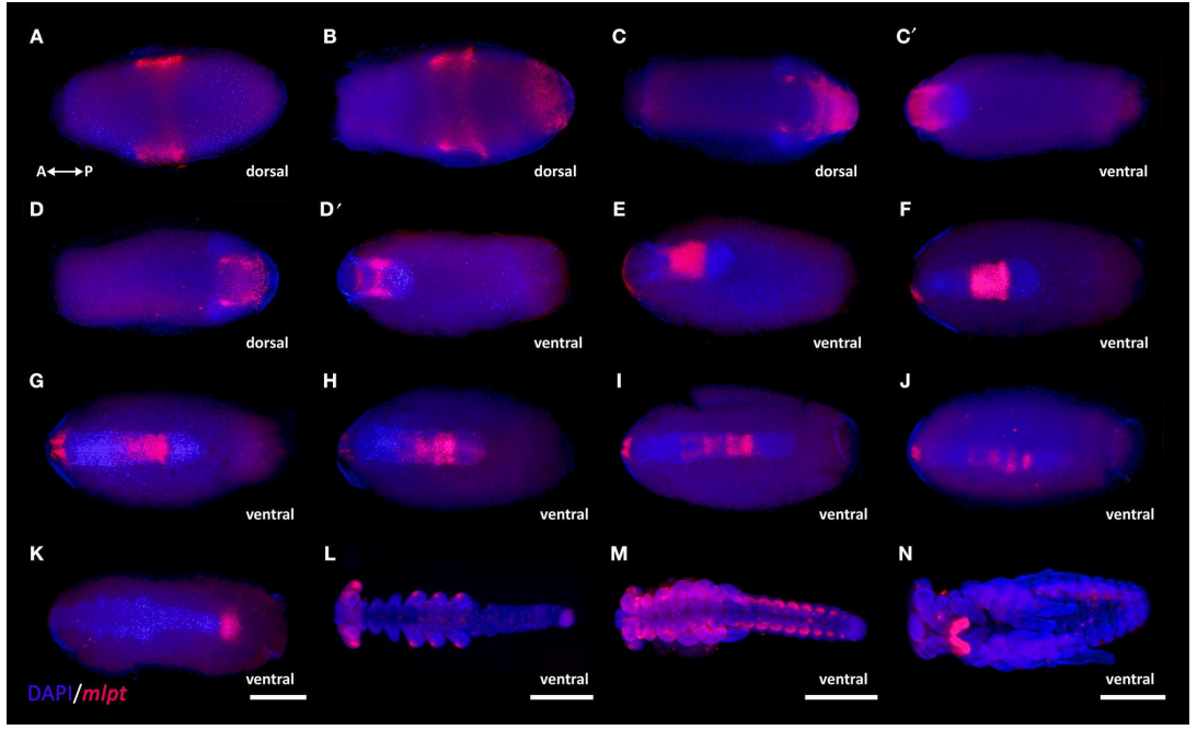 Figura 2: (A-N) Expressão (RNA-mensageiro) do gene mlpt em embriões do babeiro Rhodnius prolixus.  Adaptado a partir da figura presente em Frontiers in Ecology and Evolution, - https://www.frontiersin.org/articles/10.3389/fevo.2019.00379/full