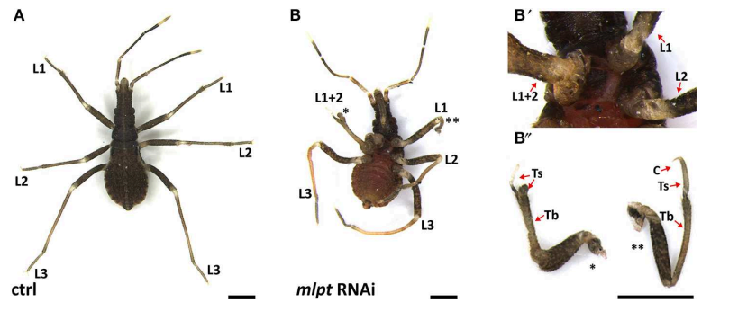 Figura 3: (A-B) Imagens de ninfas de primeiro estágio de Rhodnius prolixus. (A) Ninfa normal com três pares de pernas. (B) Ninfas que tiveram a expressão de mlpt diminuída morreram logo após conseguirem sair da casca do ovo. Destacado a fusão das pernas e mudanças nas estruturas das mesmas. L1-L3 – Pernas 1 a 3. Ts -tarso, Tb- tíbia, C- garra. Adaptado a partir da figura presente em Frontiers in Ecology and Evolution - https://www.frontiersin.org/articles/10.3389/fevo.2019.00379/full