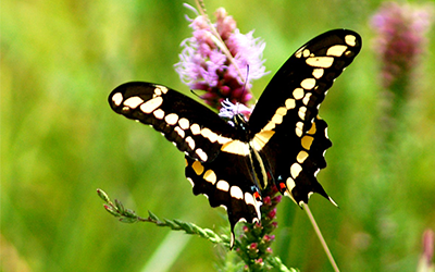 butterfly